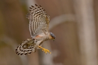 Sparrowhawk