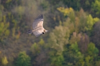 griffon vulture, France