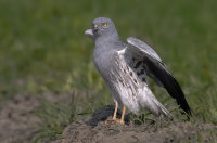Montagu\'s harrier