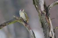 Grey-faced Woodpecker
