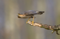 Sparrowhawk