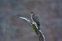 Sparrowhawk