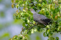 Common cuckoo