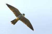 Baumfalke