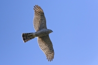 Sparrowhawk